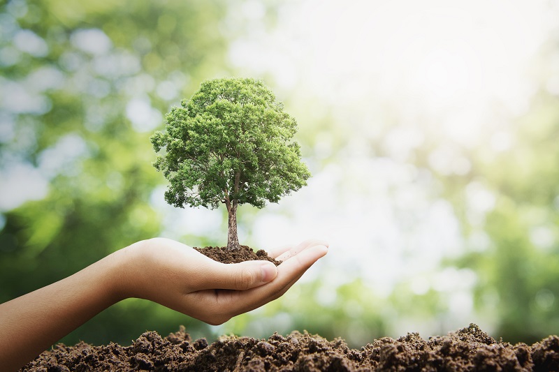 THINK TREES GROW TREES